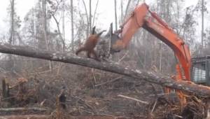 Den desperate orangutang prøver at standse den maskine, som er ved at ødelægge d